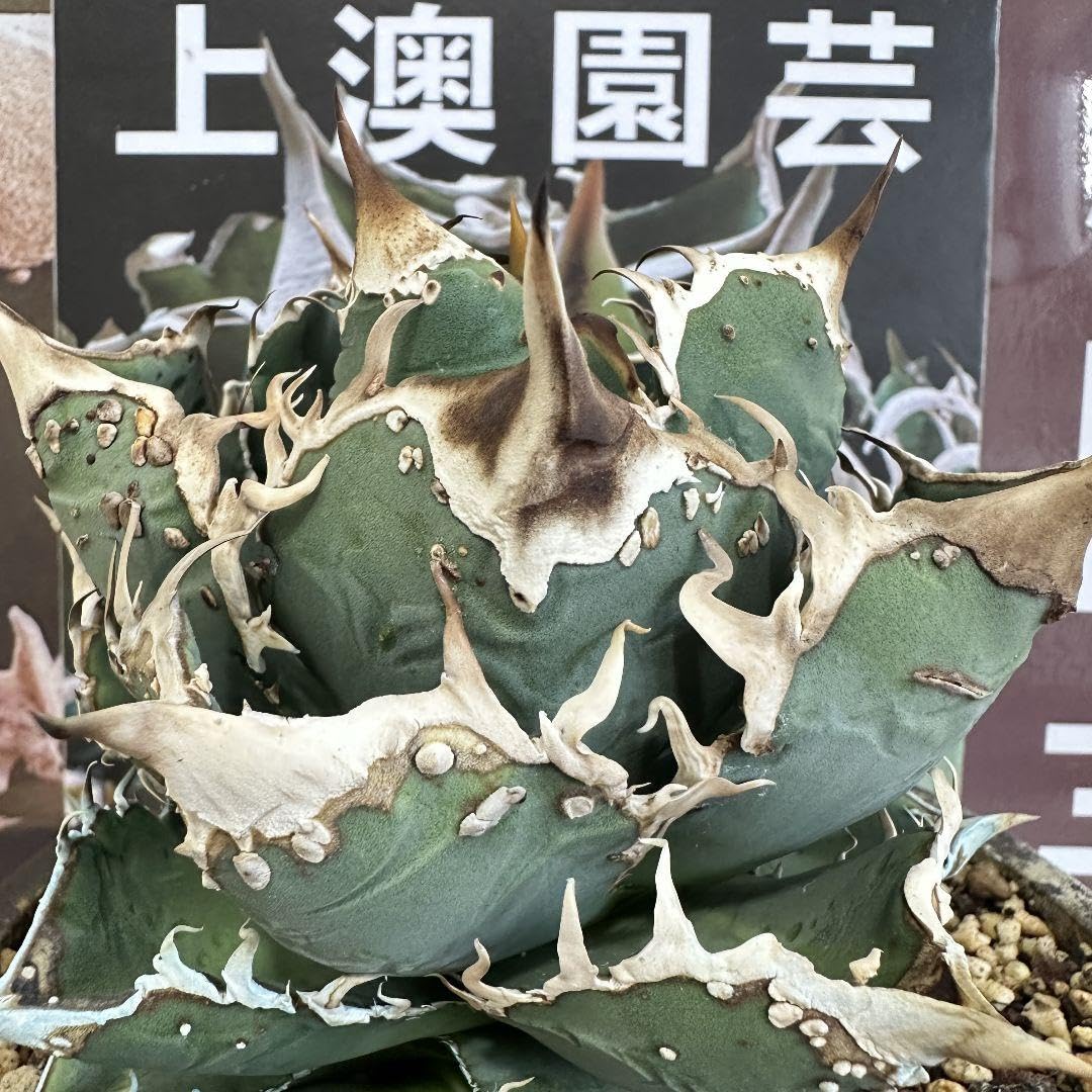 アガべチタノタ 白幽霊【上澳園芸】親株タグ付き　【美品】　鉢のまま発送 アガべチタノタ 白幽霊 親株 【上澳園芸】タグ付 こんにちわ、上澳園芸